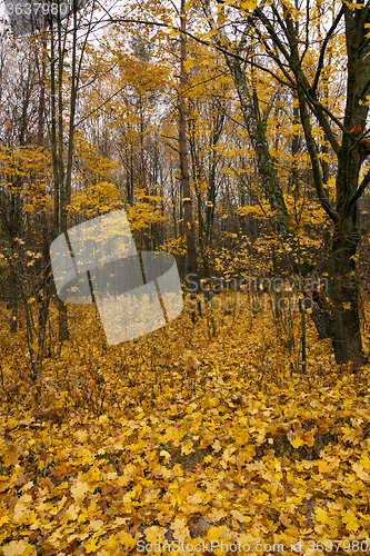 Image of the autumn wood 