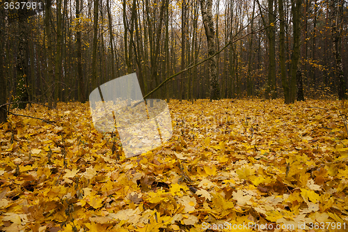 Image of the autumn wood 