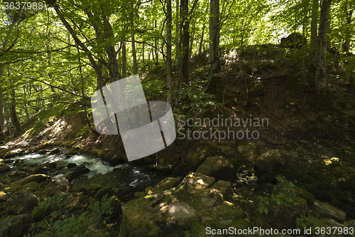 Image of mountain river. forest