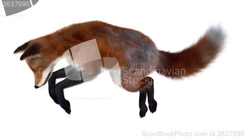 Image of Red Fox on White