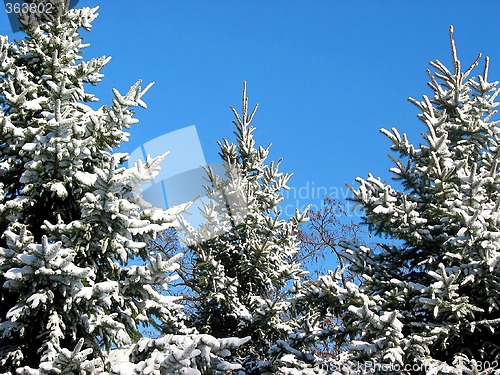 Image of Winter fir trees under snow 1