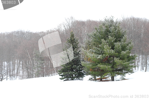 Image of Winter landscape