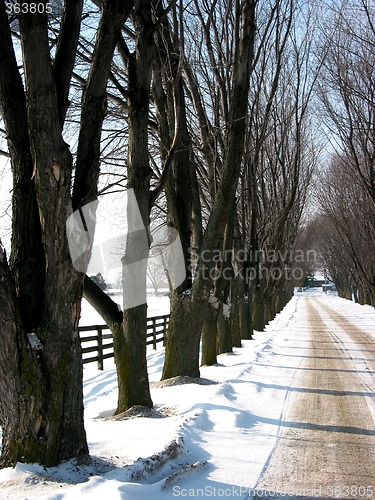Image of Winter tree lined lane 3