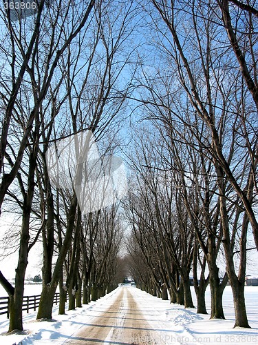 Image of Winter tree lined lane 1