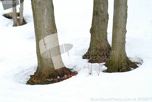 Image of Tree trunks in winter