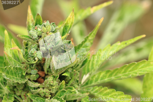 Image of green marijuana plant