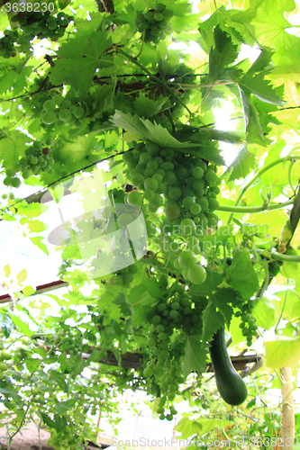 Image of conservatory with green grapes