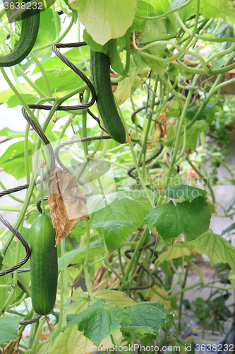 Image of conservatory with green cucumbers