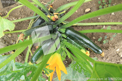 Image of green zucchini plant