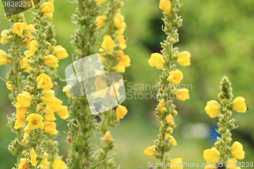 Image of mullein flowers background