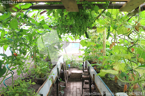 Image of conservatory with green grapes