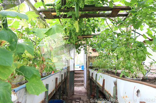 Image of conservatory with green grapes