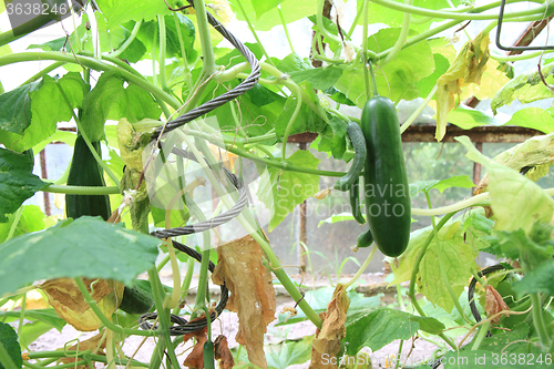 Image of conservatory with green cucumbers