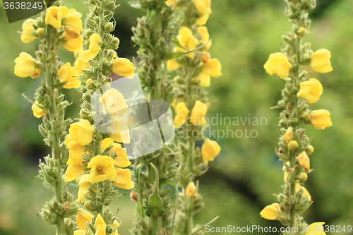 Image of mullein flowers background