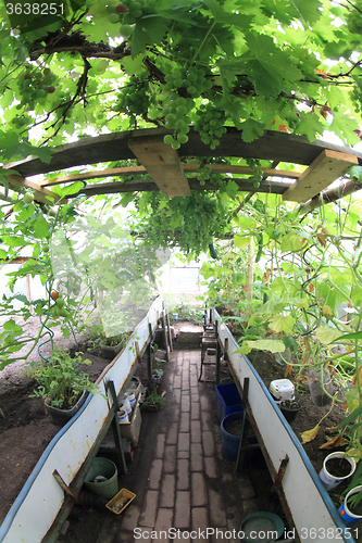 Image of conservatory with green grapes