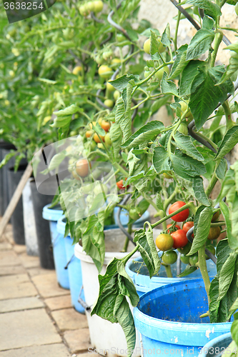 Image of tomato plant with tomatoes