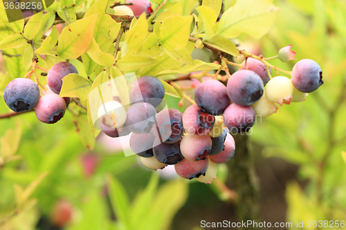 Image of garden blueberries plant\r\n