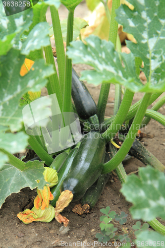 Image of green zucchini plant