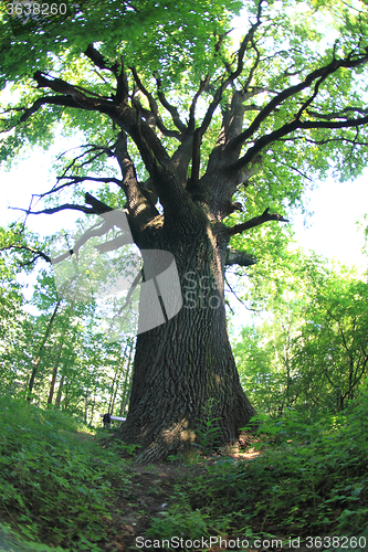 Image of old oak tree 