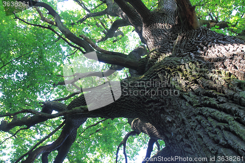 Image of old oak tree 
