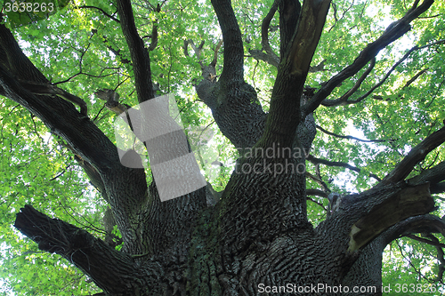 Image of old oak tree 