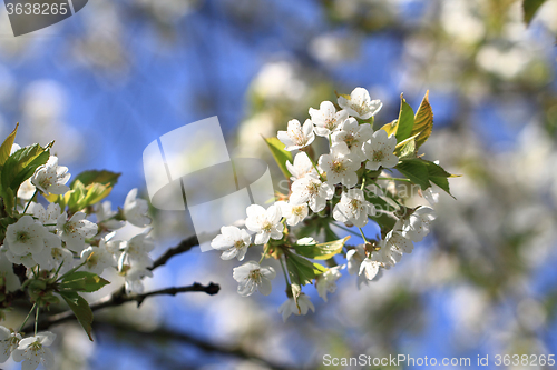 Image of apple tree flowers
