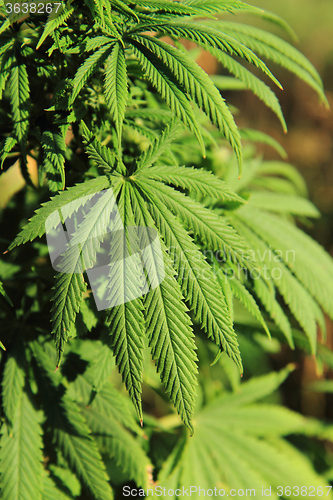 Image of green marijuana plant