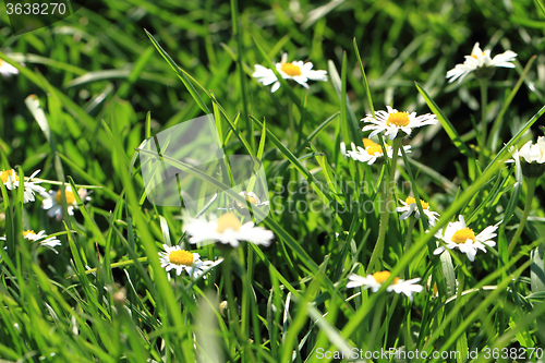 Image of daisies in the green grass