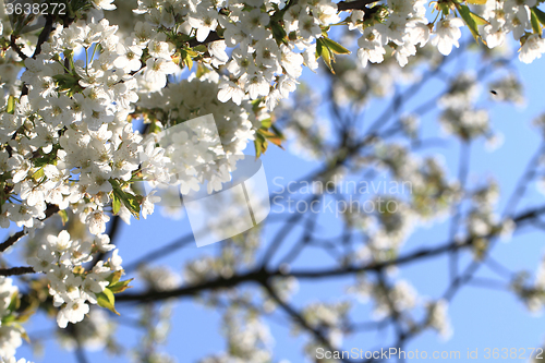 Image of apple tree flowers