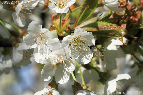 Image of apple tree flowers