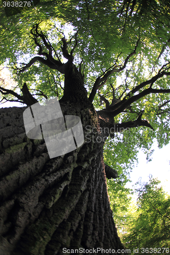 Image of old oak tree 