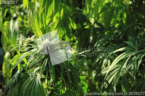 Image of green marijuana plant