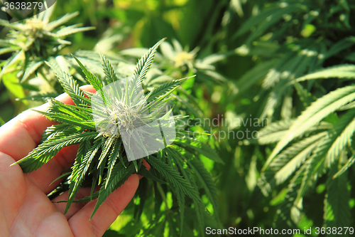 Image of green marijuana plant