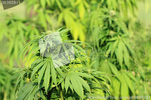 Image of green marijuana plant