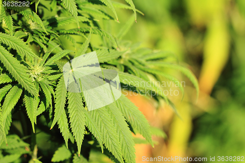 Image of green marijuana plant