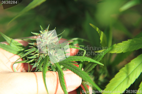 Image of green marijuana plant