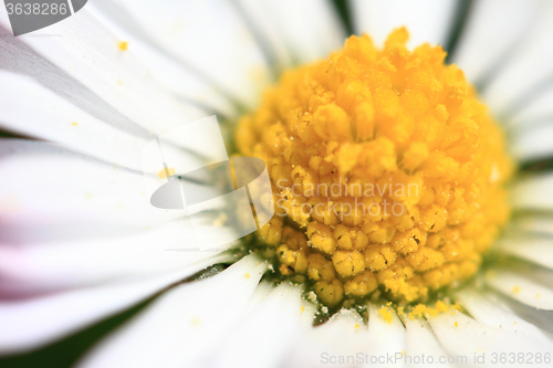 Image of detail of daisy flower