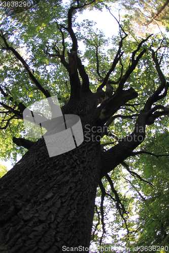 Image of old oak tree 