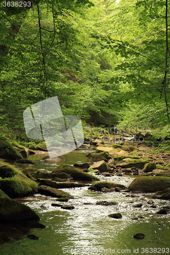 Image of river in the spring forest 