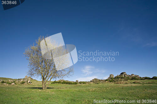 Image of Lonely Tree on Countryside