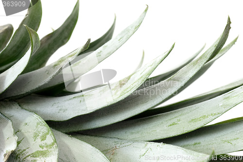 Image of Pineapple leafs