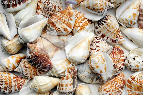 Image of Seashell Background