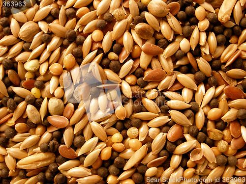 Image of seeds