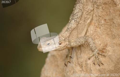 Image of lizard