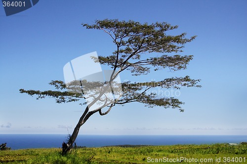 Image of Tree by the ocean