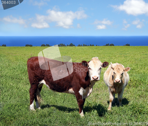 Image of Cows on green grass