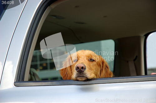 Image of Bored Dog in a Car Window