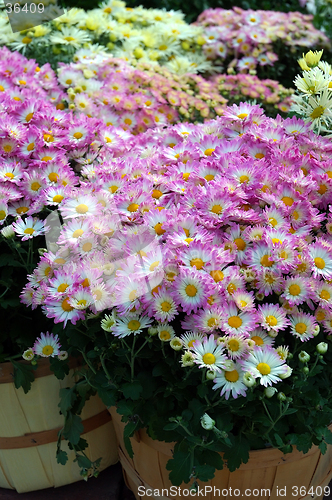 Image of Fall Mums in Baskets