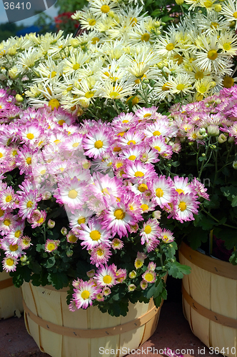 Image of Fall Mums in Baskets