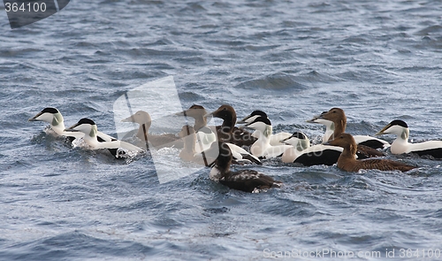 Image of Common eider,